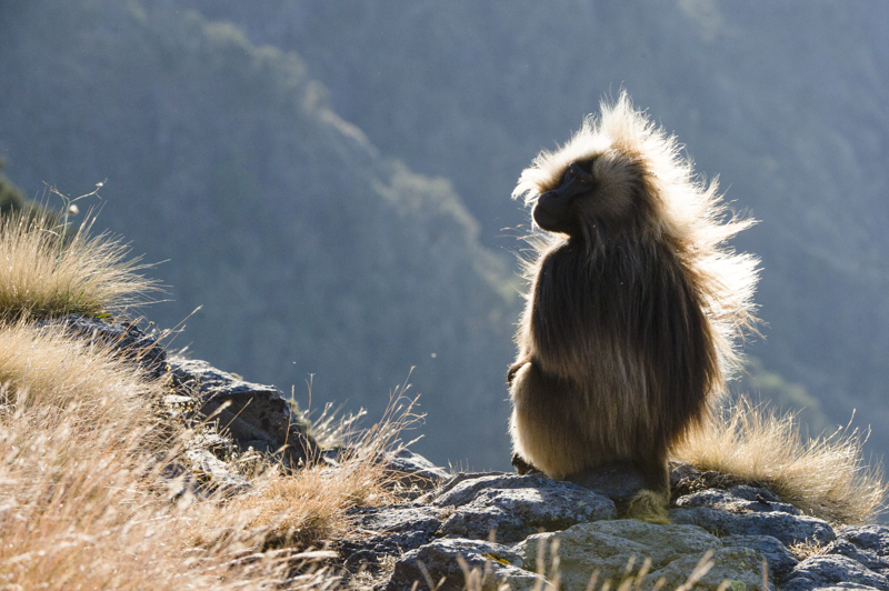 BabouinGelada_DSC_2728-Modifier