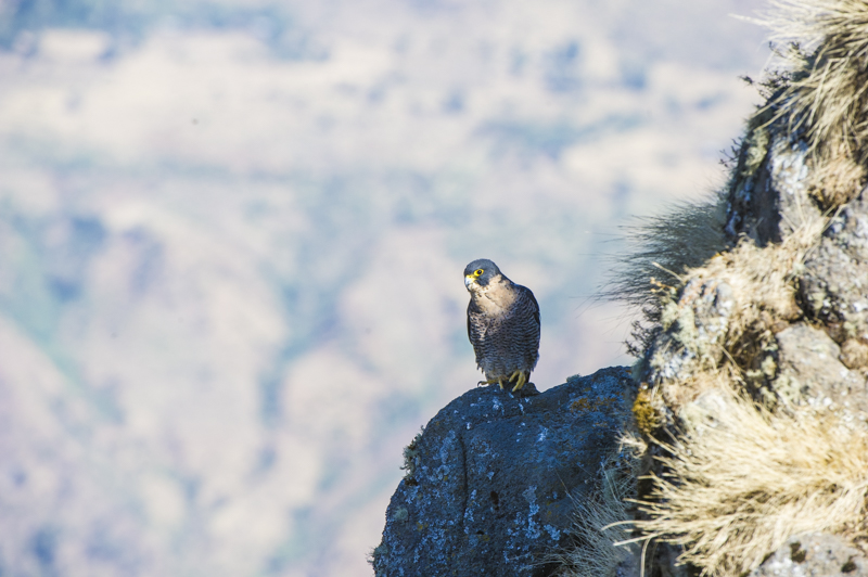 FauconPelerin_DSC_2469