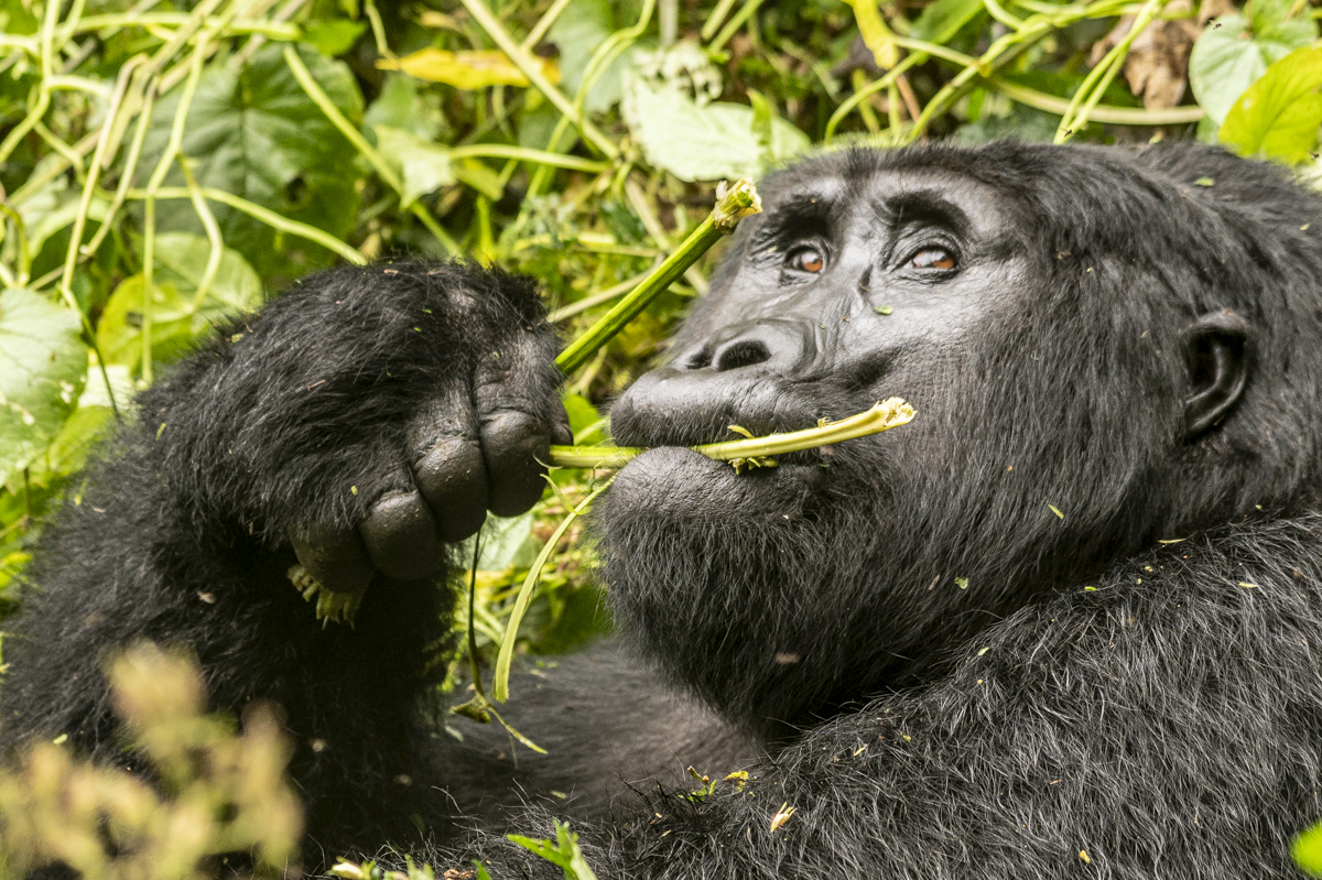 Gorille des montagnes, Ouganda, primate, Singe-_DSC5383