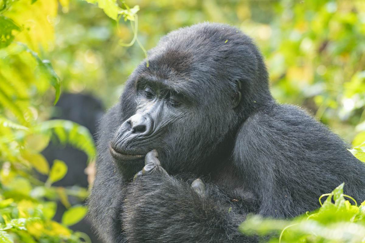 Gorille des montagnes, Ouganda, primate, Singe-_DSC5596