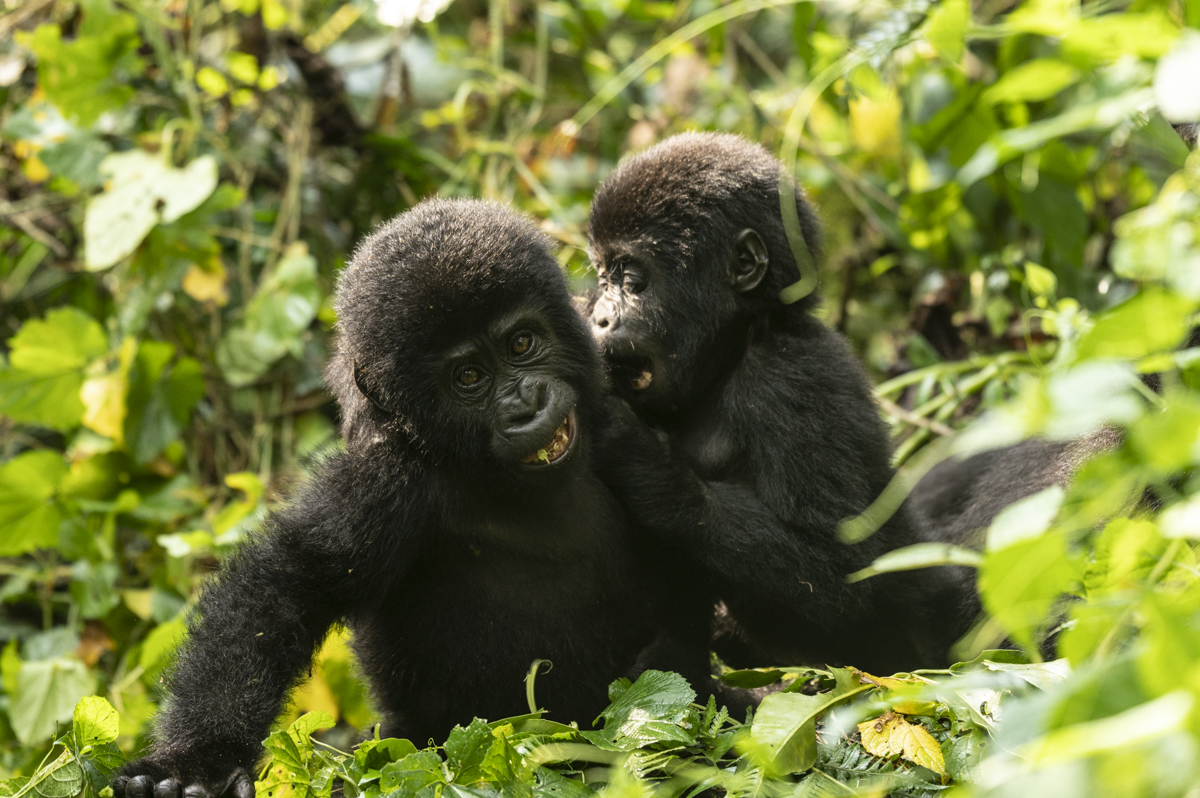 Gorille des montagnes, Ouganda, primate, Singe-_DSC5668