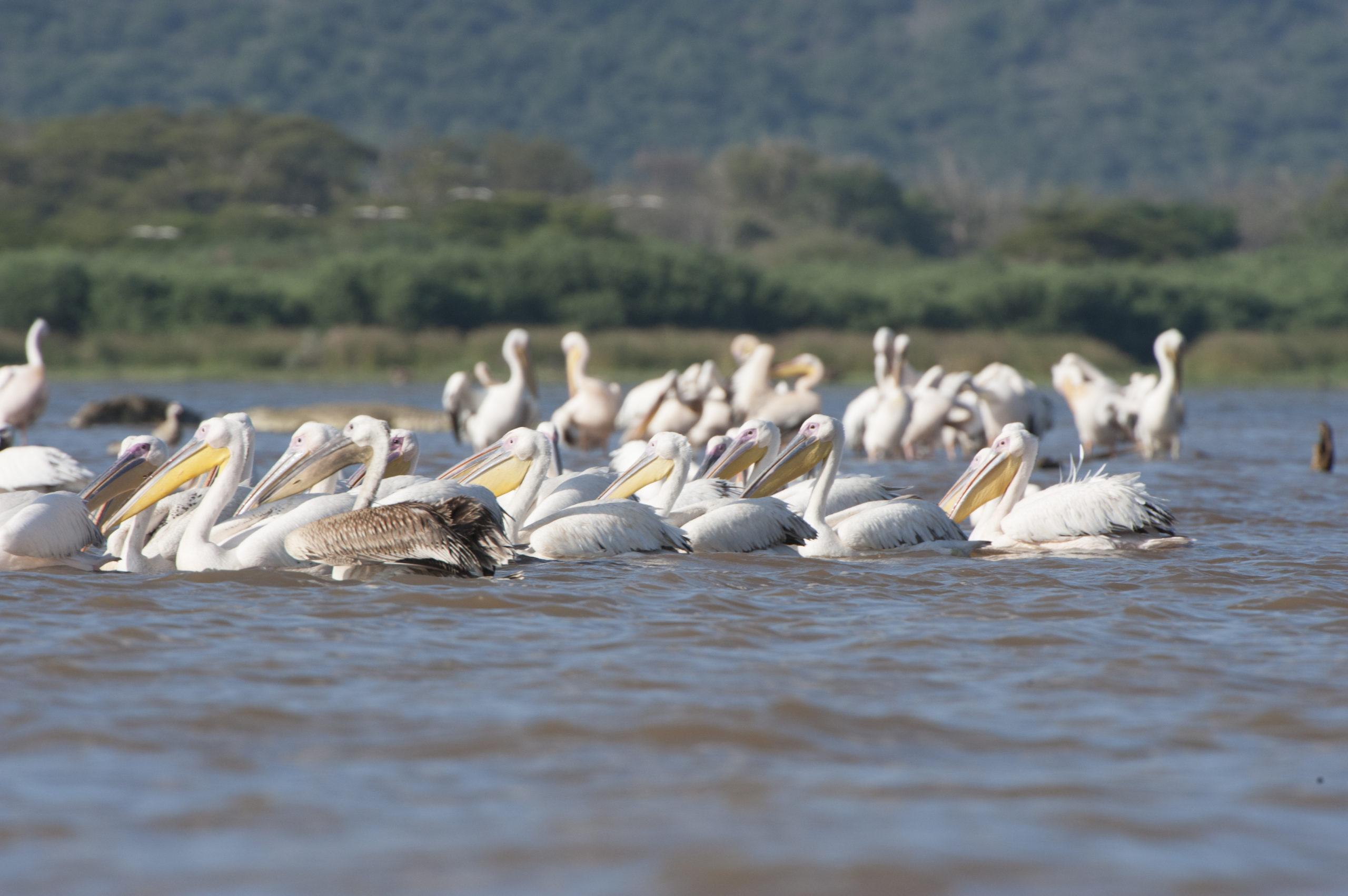 Henry_Brousmiche-PelicanBlanc_7008